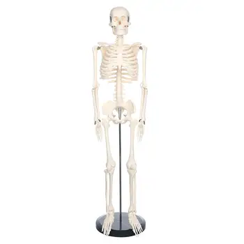  85 см Голям е Размерът на Модел на Човешкия Скелет за Анатомията на Мини Модел на Човешкия Скелет Подвижни Ръце и Крака Научно Изследване Боядисани